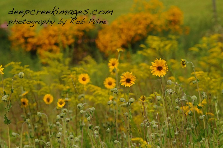 Photo by Rob Paine/ Copyright 2014