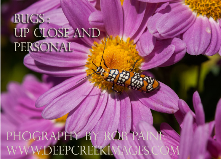 Photo and Design by Rob Paine/Copyright 2014