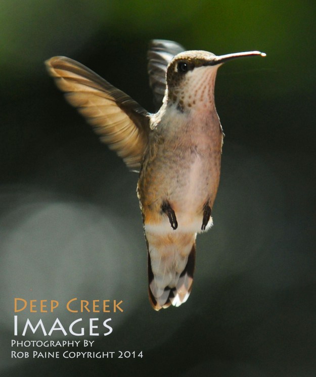 Photo by Rob Paine Copyright 2014