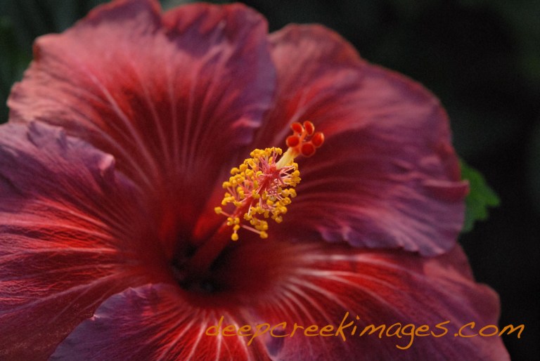 Photo by Rob Paine/DeepCreekImages.com Copyright 2014