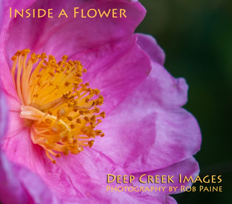 Photo and design by Rob Paine/Copyright 2014