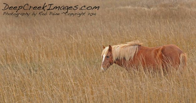 Photo by Rob Paine Copyright 2014