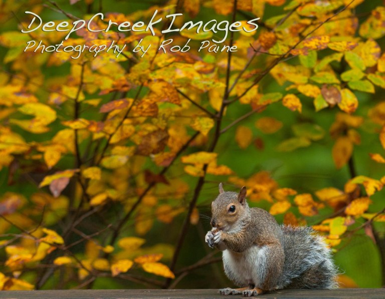 Photo by Rob Paine/ Copyright 2014