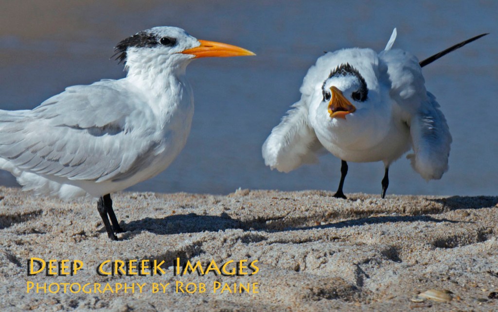 Photo by Rob Paine/Copyright 2014