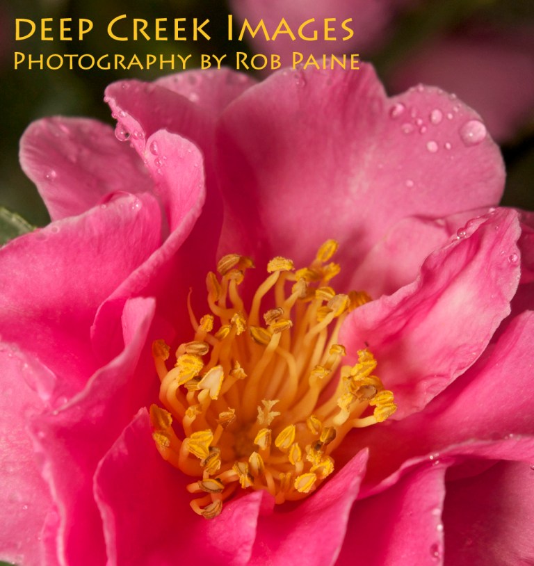 Photo by Rob Paine/Copyright 2014