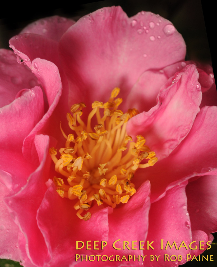 Photo by Rob Paine/Copyright 2014