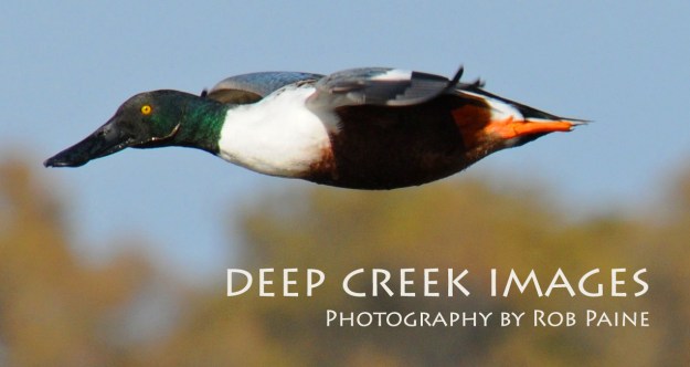 Photo by Rob Paine Copyright 2014