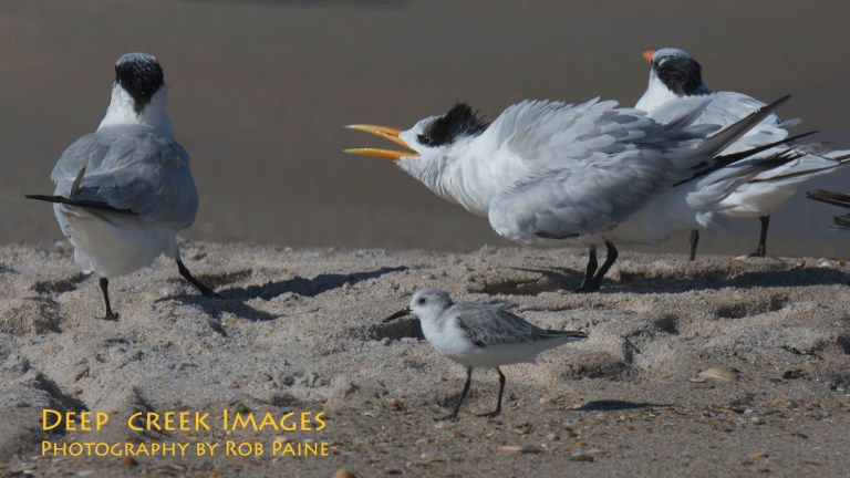 Photo by Rob Paine/Copyright 2014