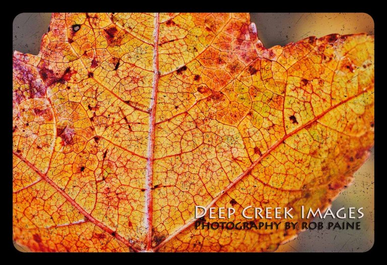 Photo by Rob Paine/Copyright 2014