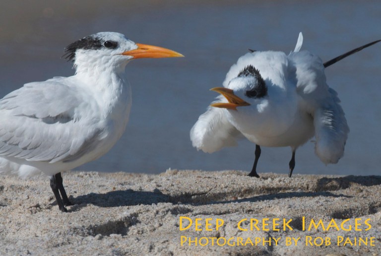 Photo by Rob Paine/Copyright 2014