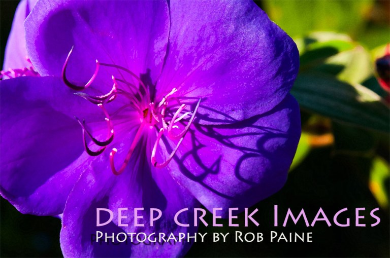 rob paine flowery friday copy