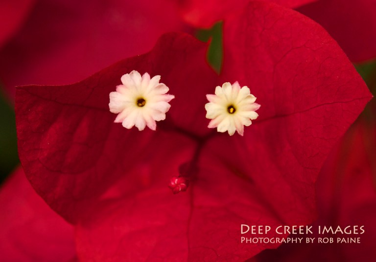 Photo by Rob Paine/Copyright 2014