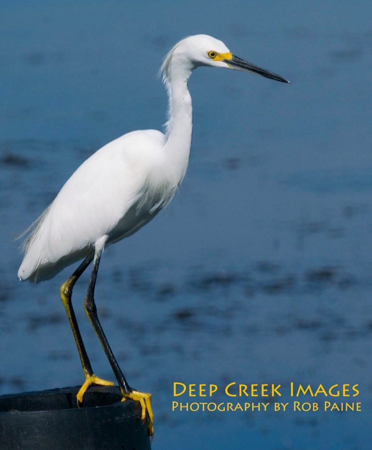 Photo by Rob Paine /Copyright 2014