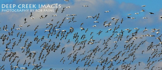 Photo by Rob Paine Copyright 2014