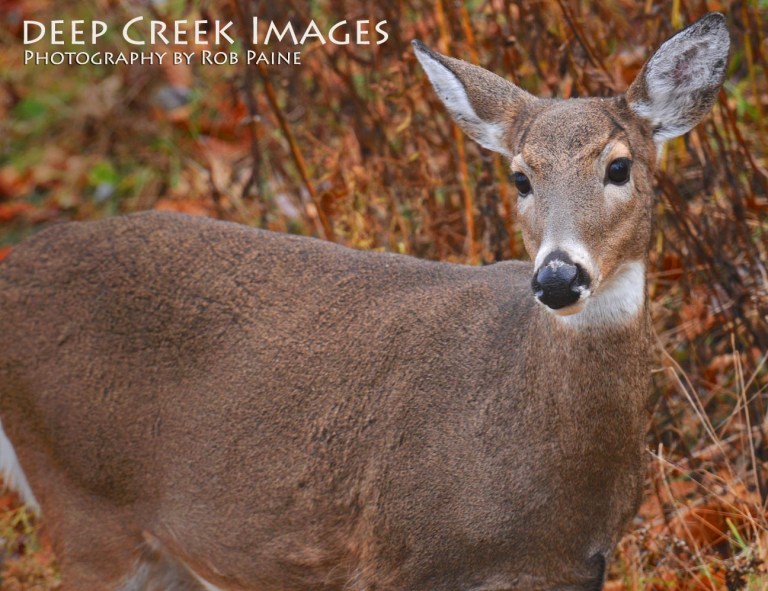 Photo by Rob Paine Copyright 2014 
