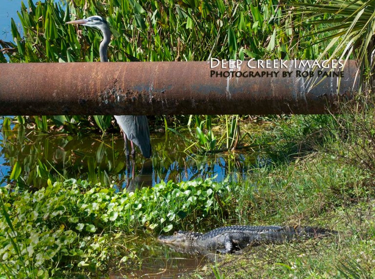 Photo by Rob Paine/Copyright 2014