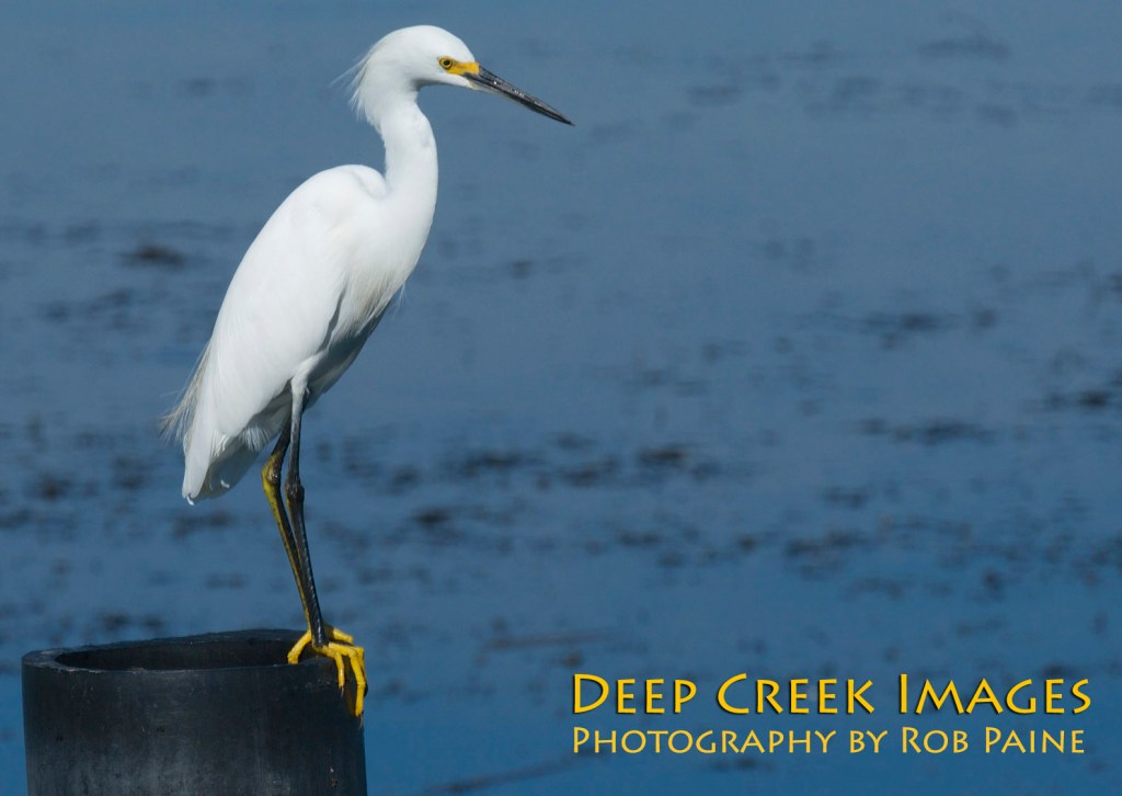 Photo by Rob Paine/Copyright 2014