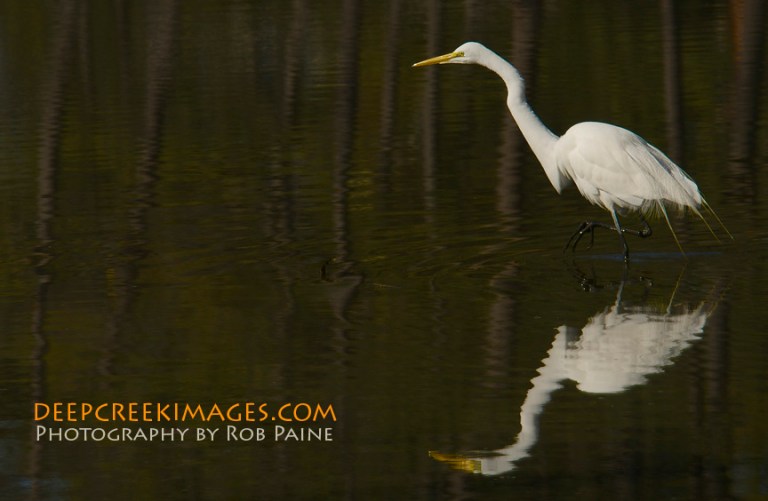 Photo by Rob Paine/Copyright 2015