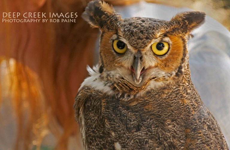 Photo by Rob Paine/Copyright 2014