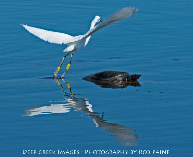 Photo by Rob Paine/Copyright 2014