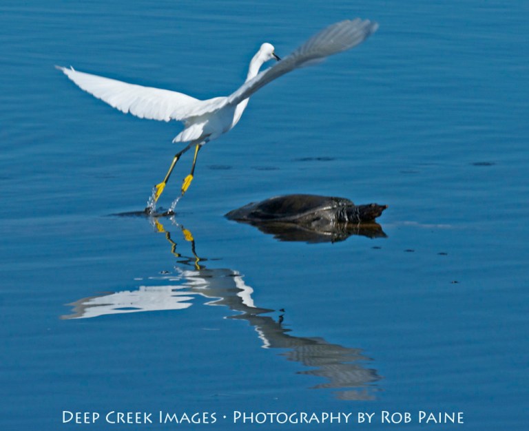 Photo by Rob Paine/Copyright 2014