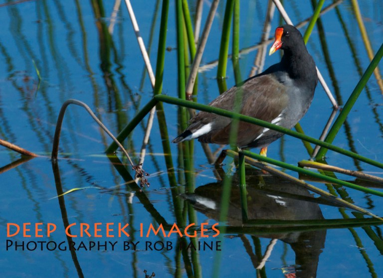 Photo by Rob Paine/Copyright 2014