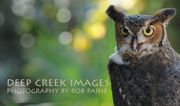 Photo by Rob Paine/Copyright 2014