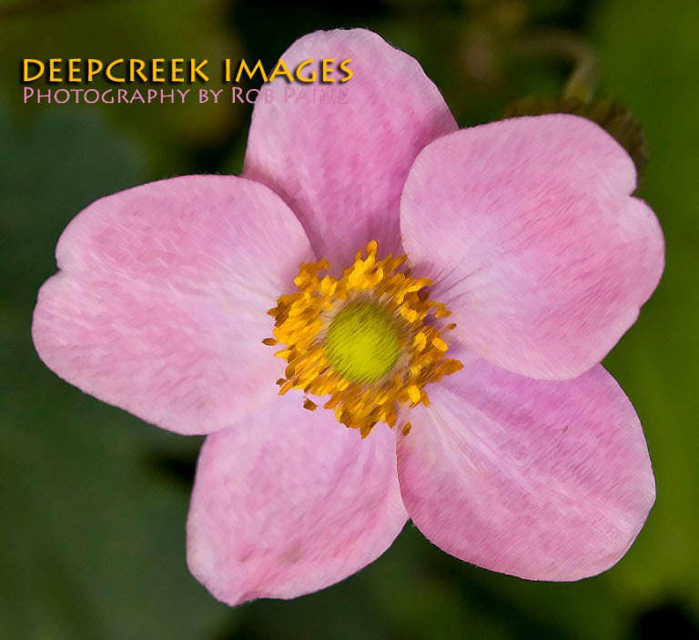 By Rob Paine/Copyright 2014