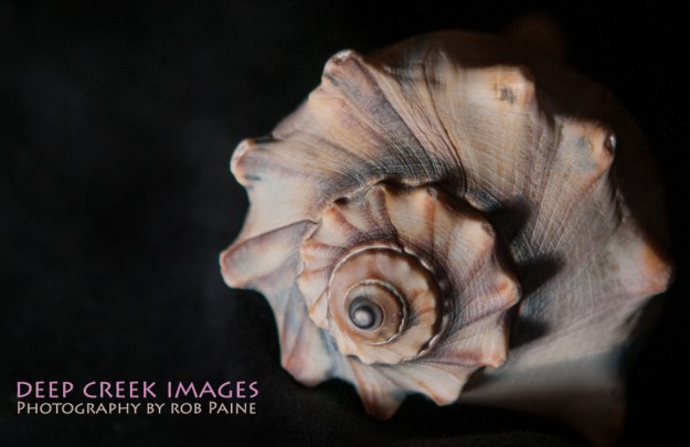 Photo by Rob Paine/Copyright 2014