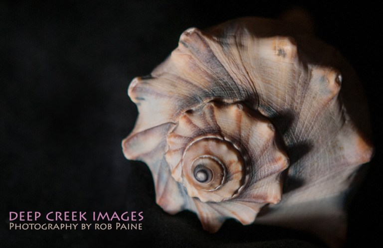 Photo by Rob Paine/Copyright 2014