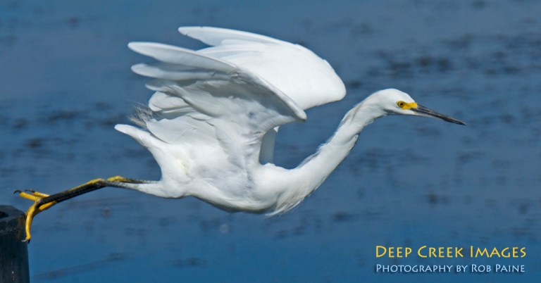 Photo by Rob Paine/Copyright 2014