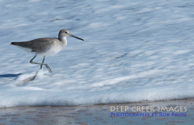 Photo by Rob Paine/Copyright 2014