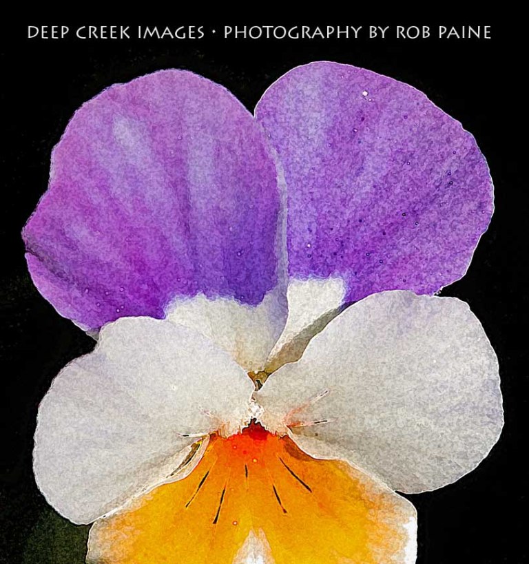 Photo by Rob Paine/ Copyright 2015