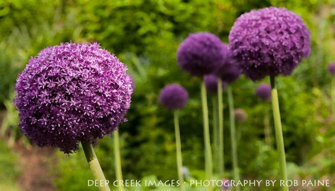 Photo by Rob Paine/Copyright 2015