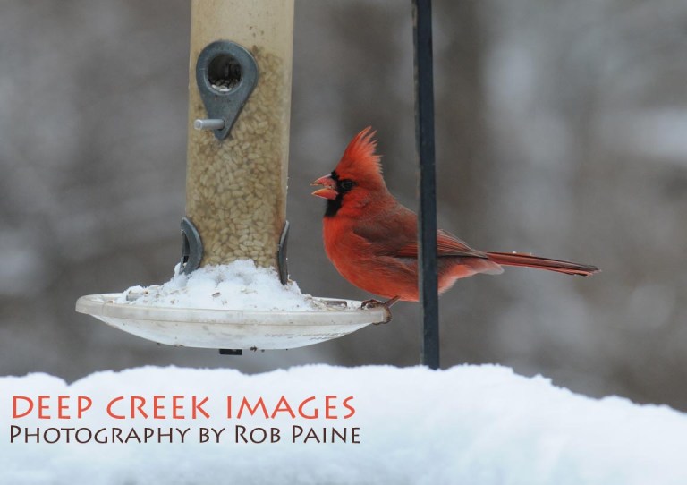 Photo by Rob Paine/Copyright 2015