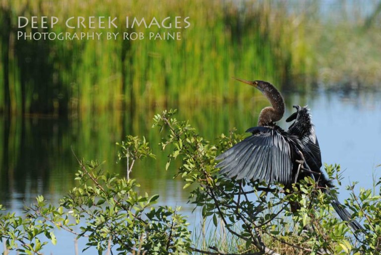 Photo by Rob Paine/Copyright 2014