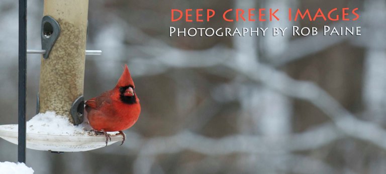 Photo by Rob Paine/Copyright 2015