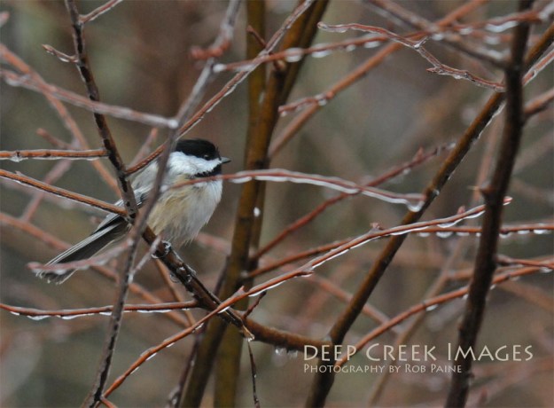 Photo by Rob Paine/Copyright 2015