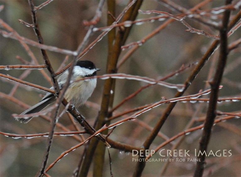 Photo by Rob Paine/Copyright 2015