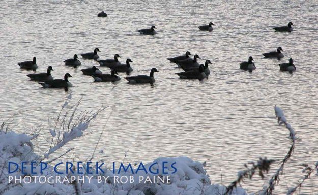 Photo by Rob Paine/Copyright 2015