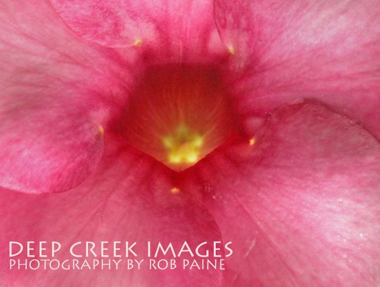 Photo by Rob Paine/Copyright 2015