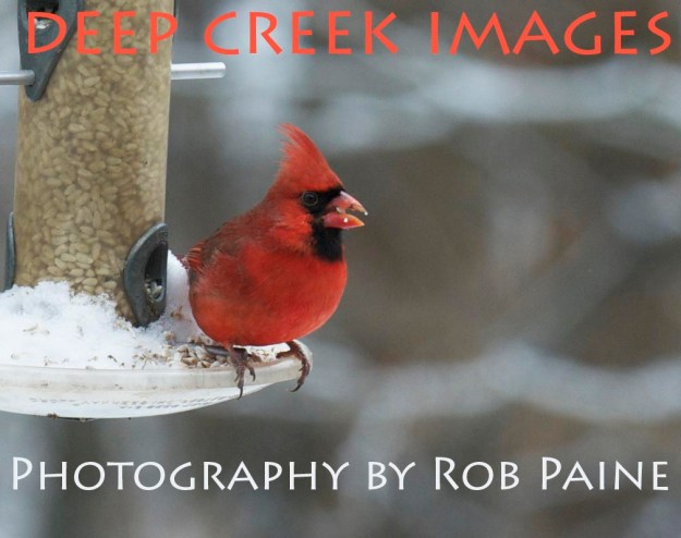 Photo by Rob Paine/Copyright 2015