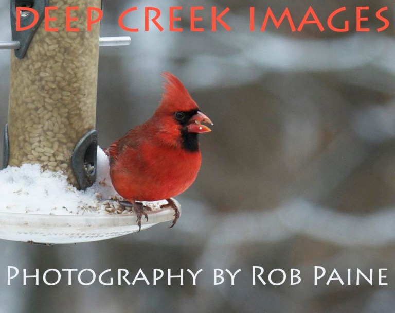 Photo by Rob Paine/Copyright 2015