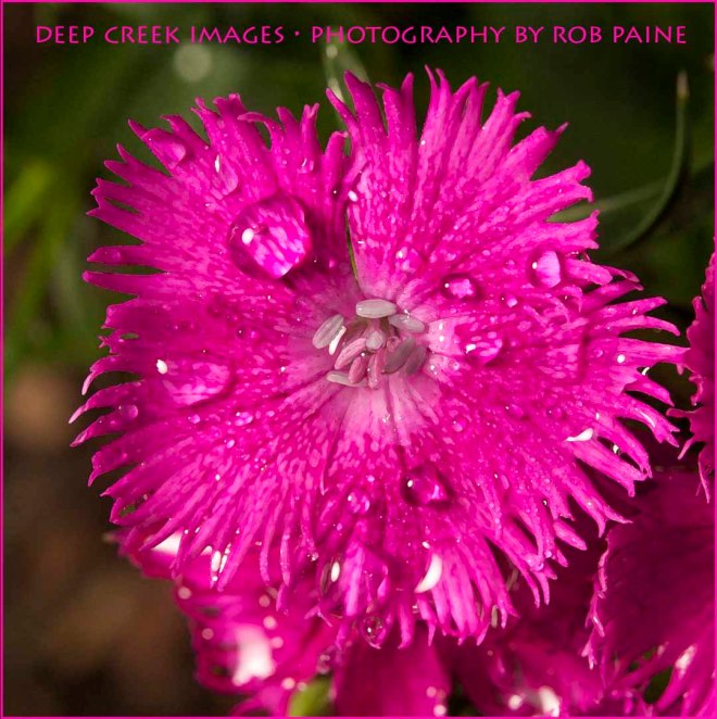 Photo by Rob Paine/Copyright 2015