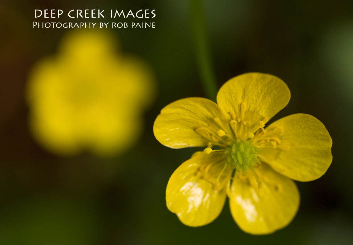 Photo by Rob Paine/Copyright 2015