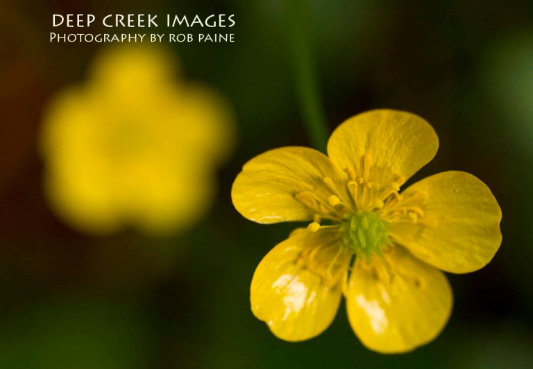 Photo by Rob Paine/Copyright 2015