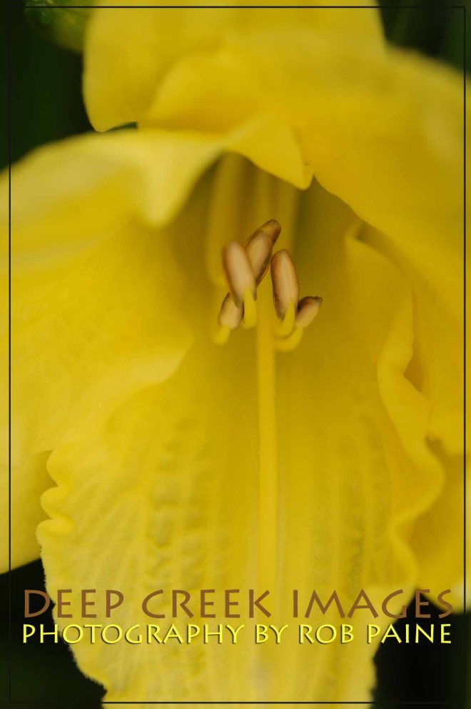 Photo by Rob Paine/Copyright 2015