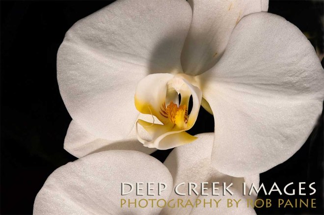 Photo by Rob Paine/Copyright 2015