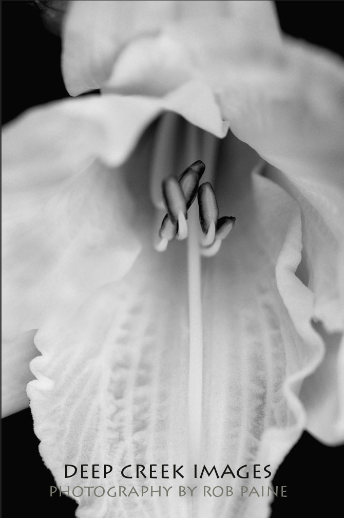 Photo by Rob Paine/Copyright 2015