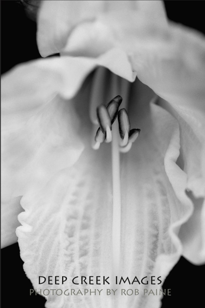 Photo by Rob Paine/Copyright 2015